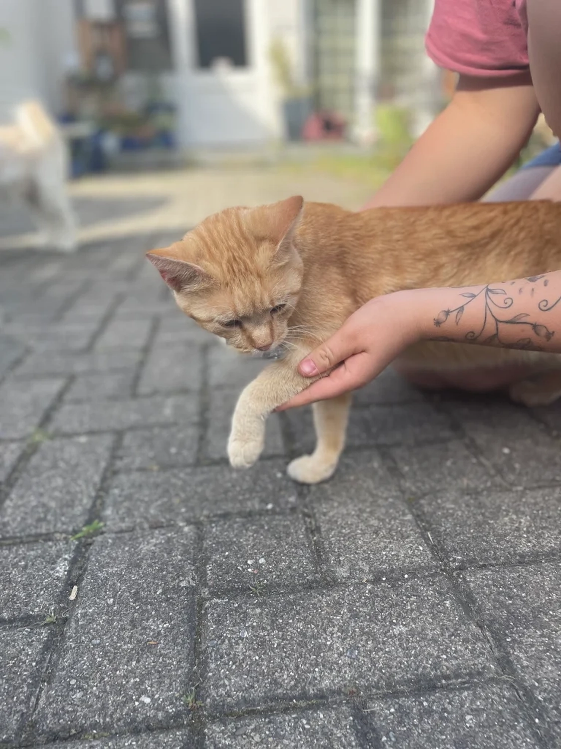 Katzenhilfe Radolfzell e.V. - Katzenrettungsverein - Katzen